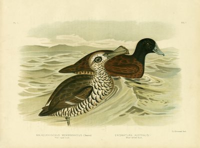 Pink-Eyed Duck, 1891 by Gracius Broinowski